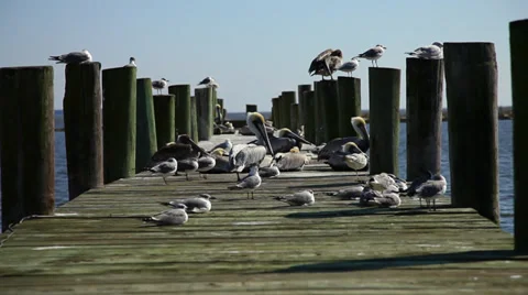 Birds At Dock Stock Footage 36840183