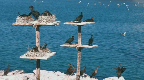 Birds at docking Yard, Western Cape, South Africa Video stock 42775605