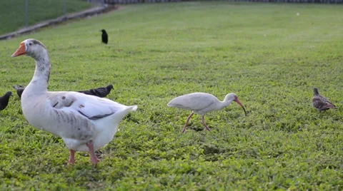 Birds doing social life during spring on the green grass white ibis (eudocimu 스톡 동영상 39651753