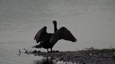 Birds, Double-Crested Cormorant Stock Footage 102513859