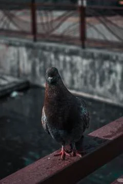 Birds dove posing for the camera 写真素材