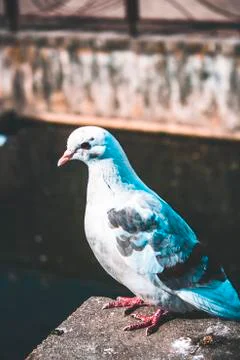 Birds dove posing for the camera Stock Photos