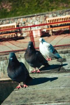 Birds dove posing for the camera Stock Photos