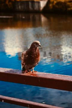 Birds dove posing for the camera Foto stock