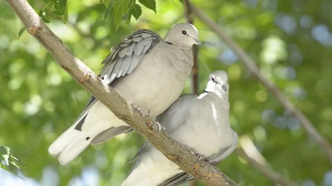 Birds. doves Stock Footage 101220780