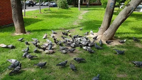 Birds doves, slow motion Stock-Footage 108484114