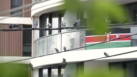 Birds dream 02 Stock Footage 155556286