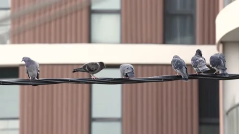 Birds dream Stock Footage 155555978