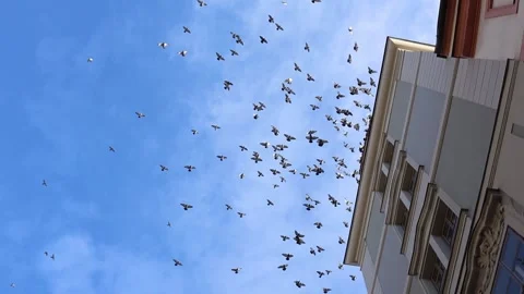 Birds drifting through open sky beside classic city building with airy calm Stock Footage 326194357