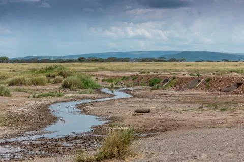Birds drinking from an almost dried overflow stream Stock Photos