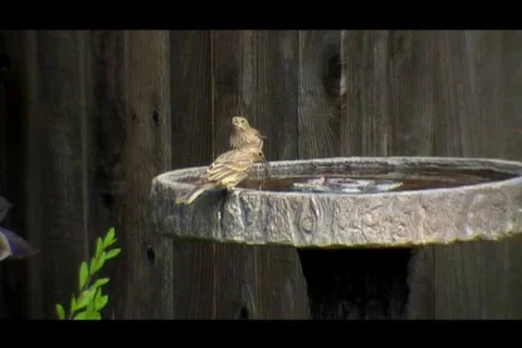 Birds in Drinking from Birdbath Stock Footage 269970
