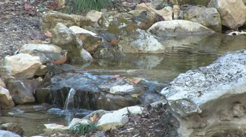 Birds drinking Stock Footage 9380779