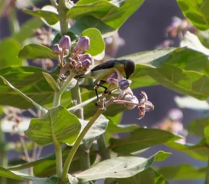 Birds drinking nectar from tree flowers Foto stock