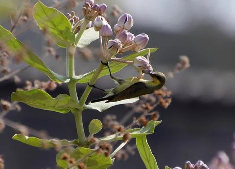 Birds drinking nectar from tree flowers Stock Photos