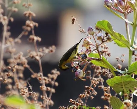 Birds drinking nectar from tree flowers Stock Photos