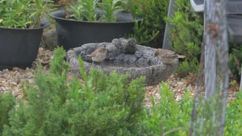 Birds drinking out of birdbath Stock Footage 98744425