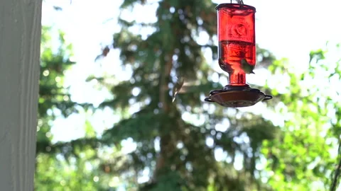 Birds drinking water Video stock 134159689