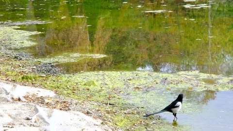Birds drinking water on lake Stock Footage 236285797