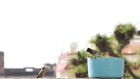 Birds drinking water in plastic pot. Stock Footage 171506045
