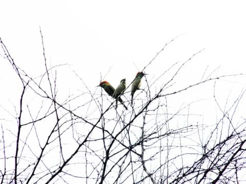 Birds on a dry tree Photos