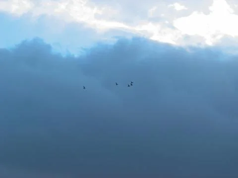 Birds during migration in winter Stock Photos