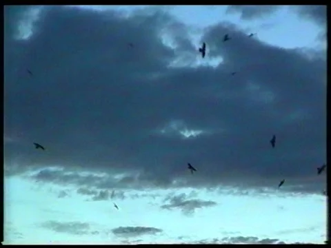 Birds At Dusk Vídeos de archivo 343637420