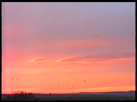 Birds At Dusk Vídeos de archivo 344379867