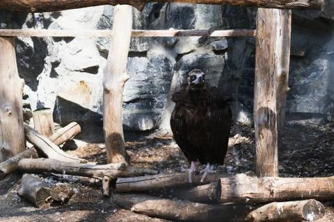 Birds eagles in captivity, captives of the zoo Stock Photos