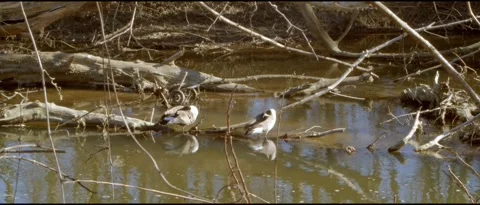 Birds in Early Spring Stock Footage 172347603