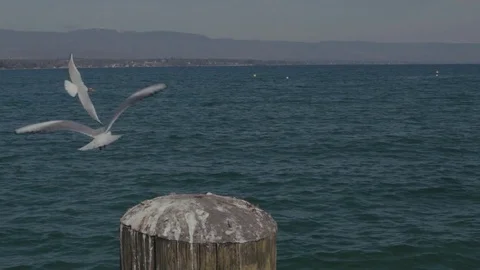 Birds eat bread on the lake Stock Footage 78138417
