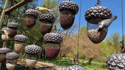 Birds eat feed from the feeder Stock Footage 108458799