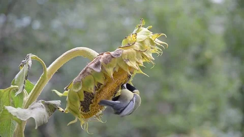 Birds eat sunflower seeds. Stock Footage