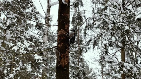 Birds eat tree bark in winter in snowy weather Stock Footage 258762468