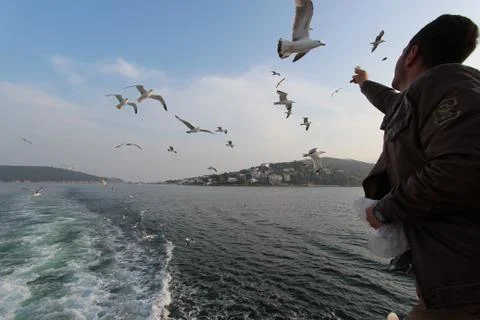 Birds Eaten From A Man's Hand In sea Stock Photos
