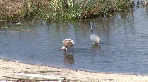 Birds Eating 3 스톡 동영상 1088299