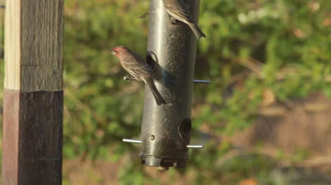 Birds eating at bird feeder Stock Footage 45921601