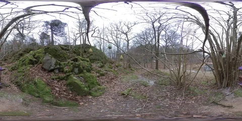 Birds Eating From Bird Feeder in Tree Timelapse - 360 VR Stock Footage 101730165