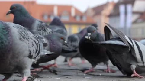 Birds Eating Bread Crumbs Stock Footage 46111253
