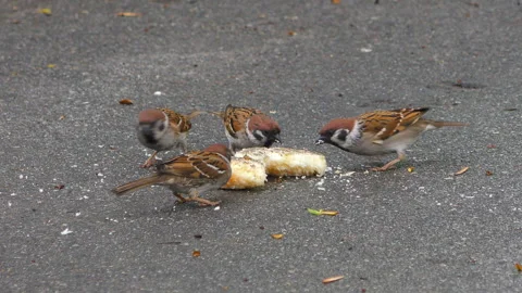 Birds eating bread crumbs Stock Footage 107741438