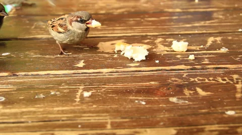 Birds eating bread Stock Footage 33361437