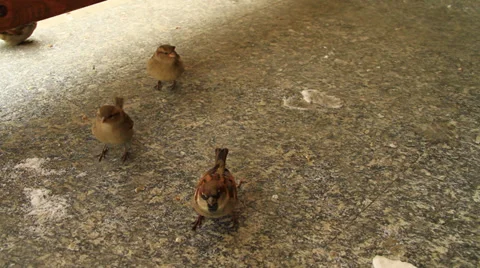 Birds eating bread Stock-Footage 33362982