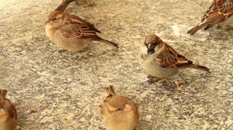 Birds eating bread Video stock 33364252