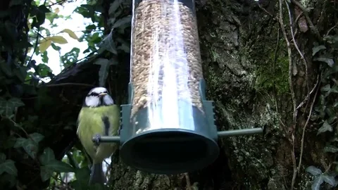 Birds eating from a feeder Video stock 77141891