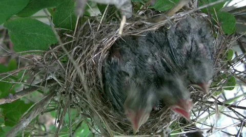 Birds Eating Stock Footage 453743
