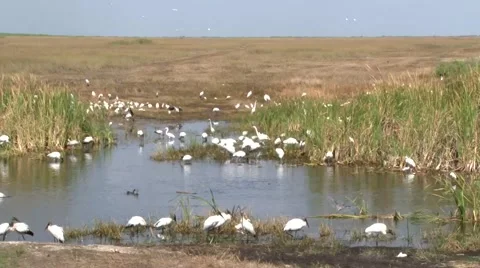 Birds Eating 스톡 동영상 1088309