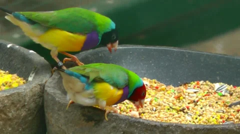 Birds eating Stock Footage 32778401