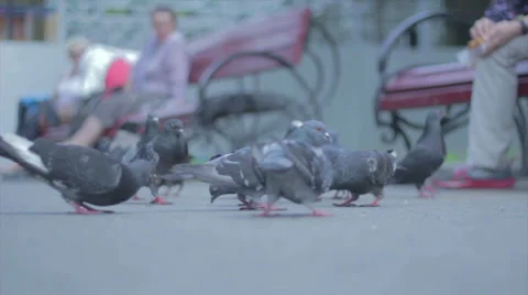 Birds eating Stock Footage 38059161