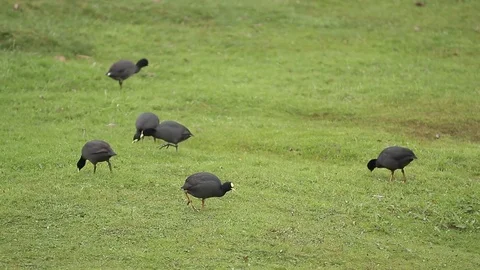 Birds eating Stock Footage 77049461