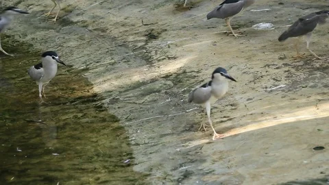 Birds eating	 Stock Footage 81627401