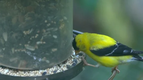 Birds eating Stock Footage 99716443